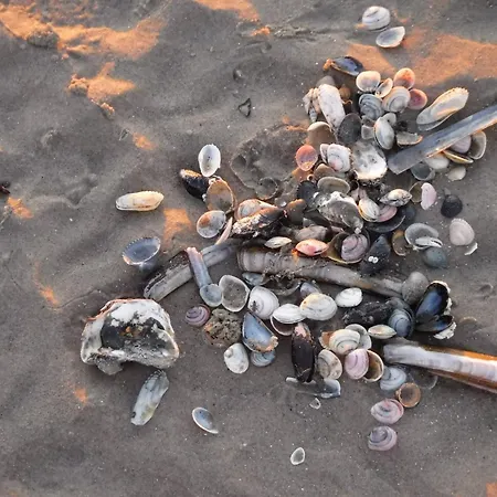 Greens 251 Бреден