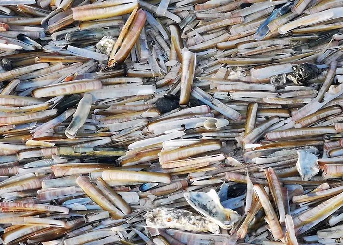 Lägenhet Greens 251 *